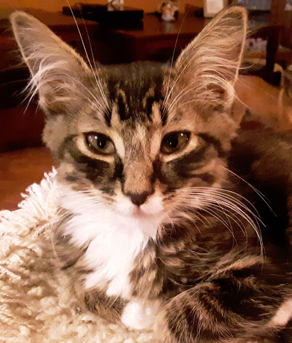 Adopt a friend: Tiny Tim